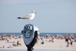 Seagull Overlooking Beach